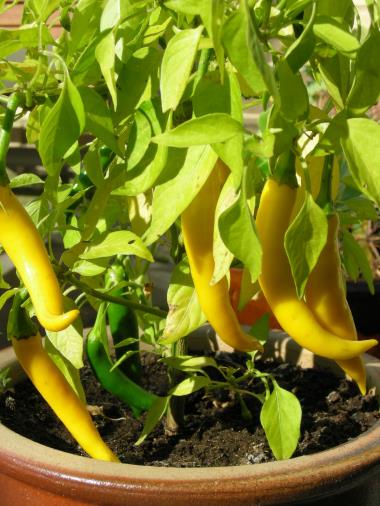 Billede af plante